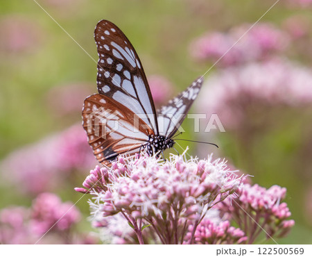 アサギマダラ 122500569
