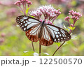 アサギマダラ 122500570
