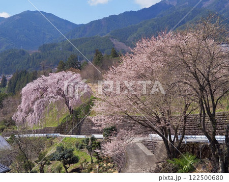岐阜県下呂市はぎわら桜まつり 岩太郎のしだれ桜 岐阜県下呂市はぎわら桜まつり 岩太郎のしだれ桜 122500680