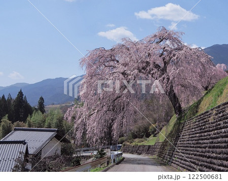 岐阜県下呂市はぎわら桜まつり　岩太郎のしだれ桜 122500681