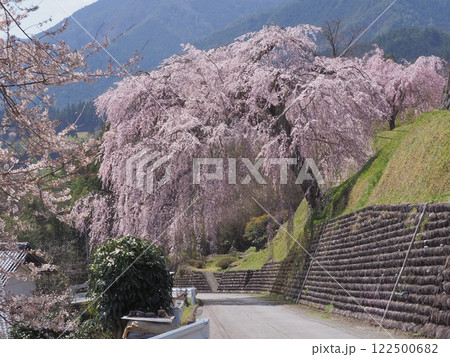 岐阜県下呂市はぎわら桜まつり　岩太郎のしだれ桜 122500682