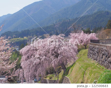 岐阜県下呂市はぎわら桜まつり 岩太郎のしだれ桜 岐阜県下呂市はぎわら桜まつり 岩太郎のしだれ桜 122500683