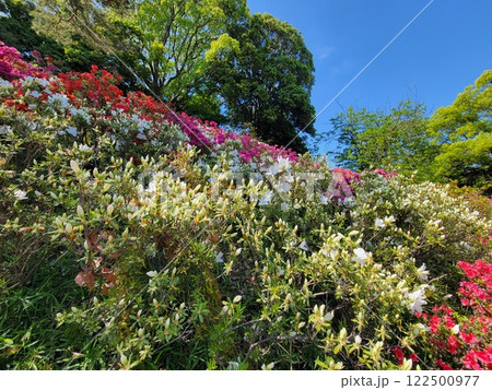 六義園のツツジ 六義園のツツジ 122500977
