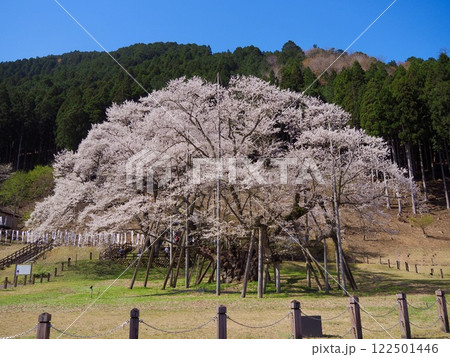 日本三大桜　岐阜　根尾谷薄墨サクラ 122501446