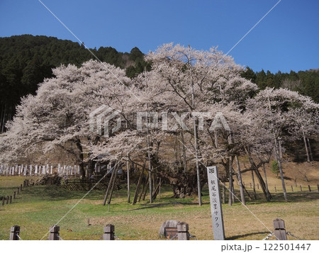 日本三大桜　岐阜　根尾谷薄墨サクラ 122501447