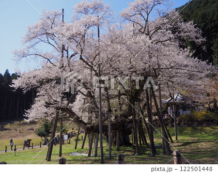 日本三大桜　岐阜　根尾谷薄墨サクラ 122501448
