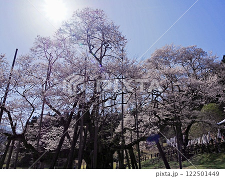 日本三大桜　岐阜　根尾谷薄墨サクラ 122501449