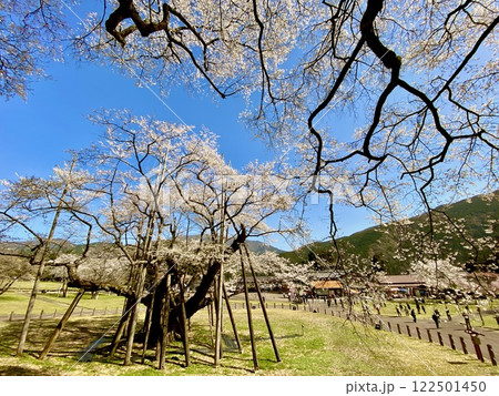日本三大桜 岐阜 根尾谷薄墨サクラ 日本三大桜 岐阜 根尾谷薄墨サクラ 122501450
