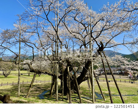 日本三大桜 岐阜 根尾谷薄墨サクラ 日本三大桜 岐阜 根尾谷薄墨サクラ 122501451