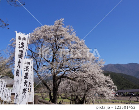 日本三大桜　岐阜　根尾谷薄墨サクラ 122501452