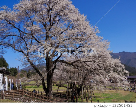 日本三大桜　岐阜　根尾谷薄墨サクラ 122501453