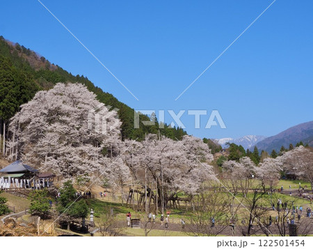 日本三大桜　岐阜　根尾谷薄墨サクラ 122501454