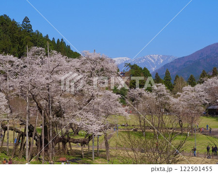 日本三大桜　岐阜　根尾谷薄墨サクラ 122501455