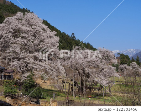 日本三大桜　岐阜　根尾谷薄墨サクラ 122501456