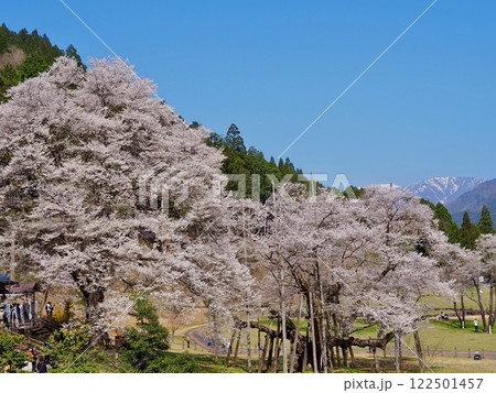 日本三大桜　岐阜　根尾谷薄墨サクラ 122501457