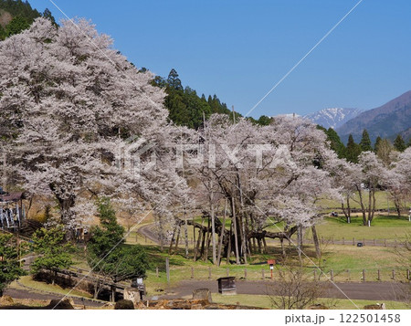 日本三大桜　岐阜　根尾谷薄墨サクラ 122501458