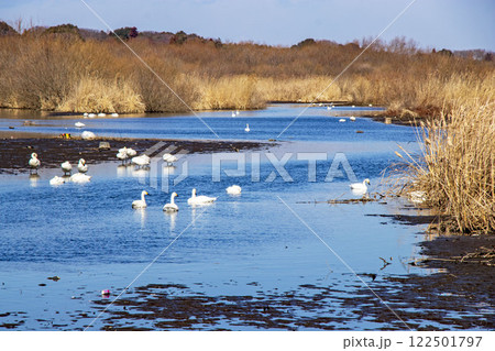 常総市の菅生沼に飛来した白鳥の群れ 常総市の菅生沼に飛来した白鳥の群れ 122501797