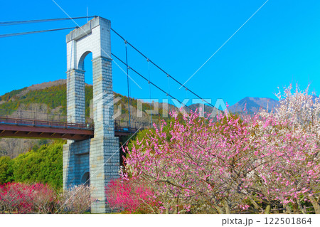 関東・秦野戸川公園・梅と桜が一度に見られるお花見スポット、花に彩られた吊り橋・神奈川県秦野市(1) 122501864