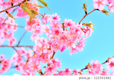 関東・秦野戸川公園・梅と桜が一度に見られるお花見スポットの春めき桜(早咲き桜)・神奈川県秦野市(7) 122501882