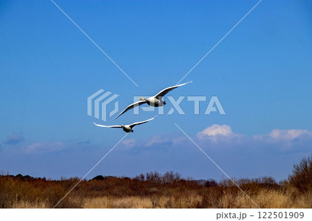 茨城県常総市の菅生沼の上空を飛翔する白鳥 122501909