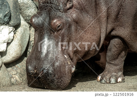 眼・鼻孔・外耳が直線上に並ぶカバ【哺乳綱偶蹄目カバ科】 眼・鼻孔・外耳が直線上に並ぶカバ【哺乳綱偶蹄目カバ科】 122501916
