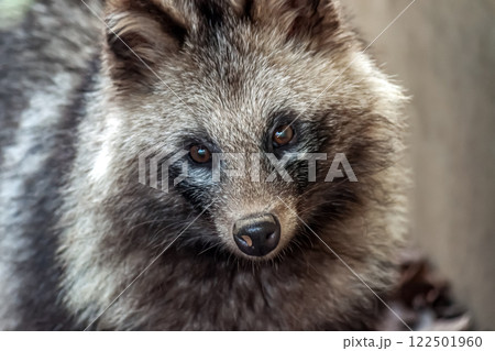 体色は灰褐色および茶褐色でイヌ科タヌキ属のタヌキの顔立ち 体色は灰褐色および茶褐色でイヌ科タヌキ属のタヌキの顔立ち 122501960
