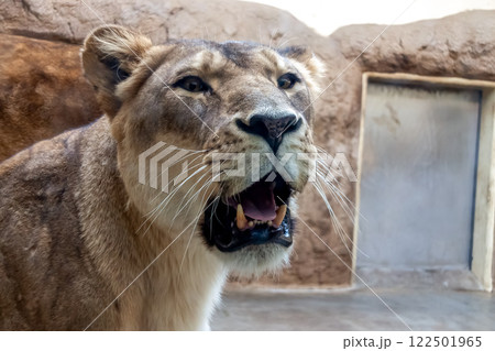 ライオンの別名はシシ(獅子)【メスライオンのアップ】 ライオンの別名はシシ(獅子)【メスライオンのアップ】 122501965