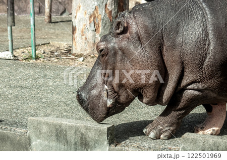 眼・鼻孔・外耳が直線上に並ぶカバ【哺乳綱偶蹄目カバ科】 眼・鼻孔・外耳が直線上に並ぶカバ【哺乳綱偶蹄目カバ科】 122501969