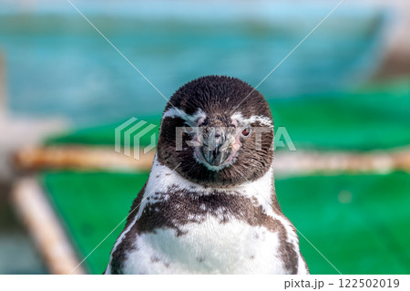 半円状の白い斑紋が特徴のフンボルトペンギン 半円状の白い斑紋が特徴のフンボルトペンギン 122502019