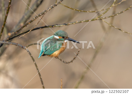 枝に止まるカワセミ、魚を狙う姿 枝に止まるカワセミ、魚を狙う姿 122502107