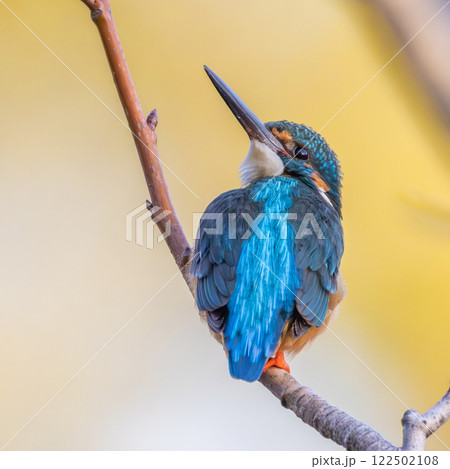 枝に止まるカワセミ、魚を狙う姿 枝に止まるカワセミ、魚を狙う姿 122502108