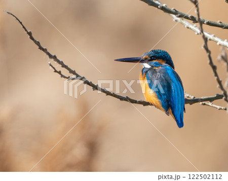 枝に止まるカワセミ、魚を狙う姿 枝に止まるカワセミ、魚を狙う姿 122502112