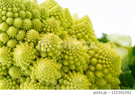 ロマネスコのつぼみのクローズアップ ロマネスコのつぼみのクローズアップ 122502262