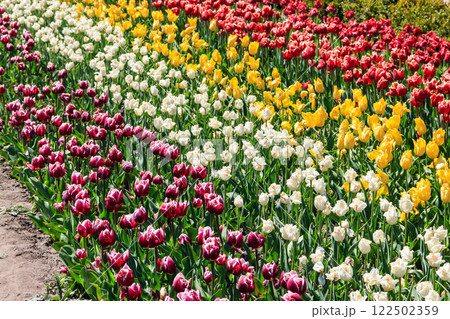 Beautiful multicolored tulips in a flower park  at spring 122502359