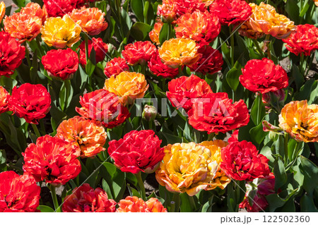 Beautiful double tulips on flowerbed in a garden Beautiful double tulips on flowerbed in a garden 122502360