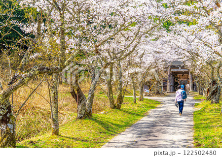 茅部神社 サクラ咲く春の参道 鳥居と随神門9 岡山県真庭市 茅部神社 サクラ咲く春の参道 鳥居と随神門9 岡山県真庭市 122502480