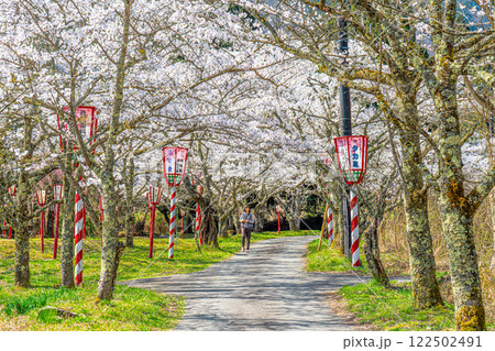 茅部神社　サクラ咲く春の参道1　岡山県真庭市 122502491