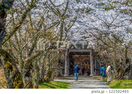 茅部神社 サクラ咲く春の参道 鳥居と随神門3 岡山県真庭市 茅部神社 サクラ咲く春の参道 鳥居と随神門3 岡山県真庭市 122502493