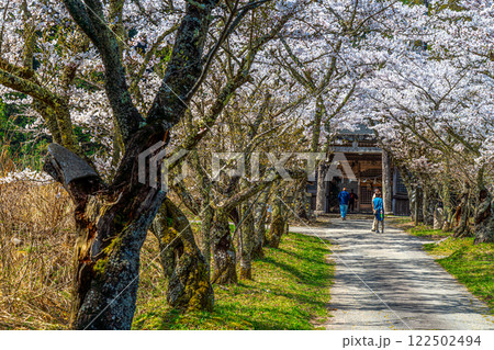 茅部神社 サクラ咲く春の参道 鳥居と随神門2 岡山県真庭市 茅部神社 サクラ咲く春の参道 鳥居と随神門2 岡山県真庭市 122502494