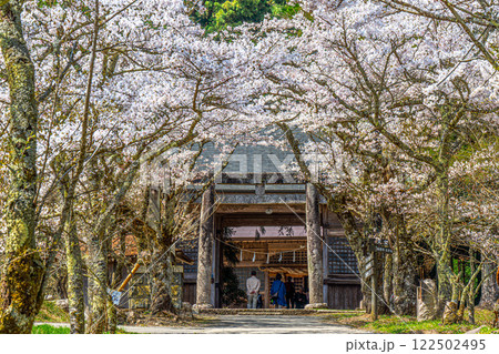 茅部神社 サクラ咲く春の参道 鳥居と随神門1 岡山県真庭市 茅部神社 サクラ咲く春の参道 鳥居と随神門1 岡山県真庭市 122502495
