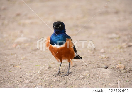 カラフルなツキノワテリムク 122502600