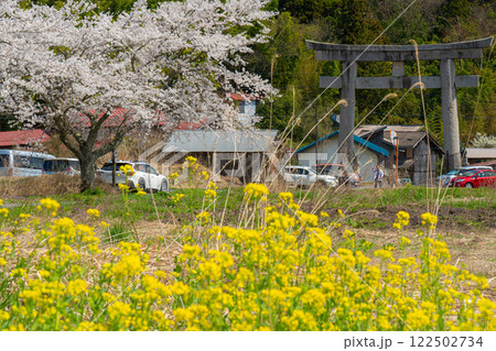 茅部神社 サクラ咲く春の参道と大鳥居3 岡山県真庭市 茅部神社 サクラ咲く春の参道と大鳥居3 岡山県真庭市 122502734