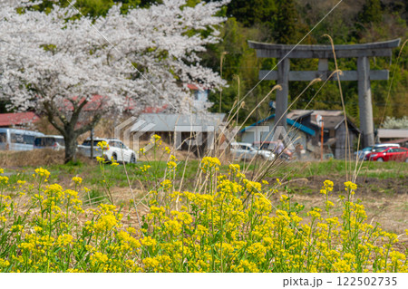 茅部神社　サクラ咲く春の参道と大鳥居4　岡山県真庭市 122502735