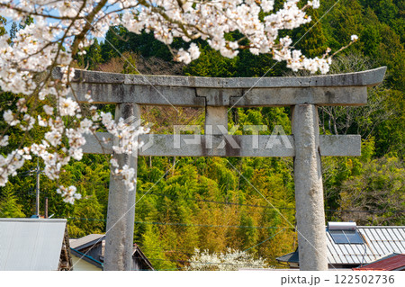 茅部神社　サクラ咲く春の参道と大鳥居5　岡山県真庭市 122502736
