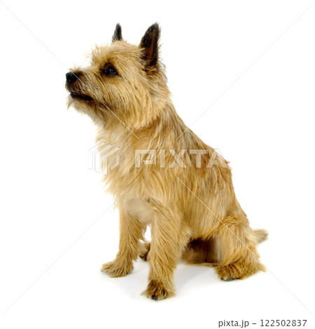 Sitting Cairn Terrier dog. 122502837