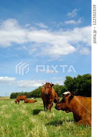 Cows on green grass Cows on green grass 122502839