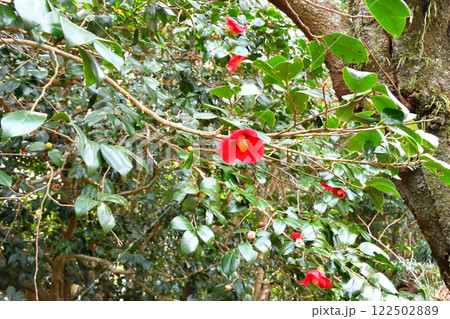 ヤブツバキ、藪椿、ツバキ、椿 122502889