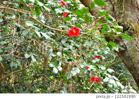 ヤブツバキ、藪椿、ツバキ、椿 ヤブツバキ、藪椿、ツバキ、椿 122502890