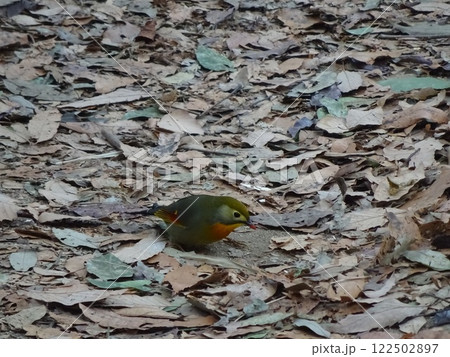 森のソウシチョウ 122502897