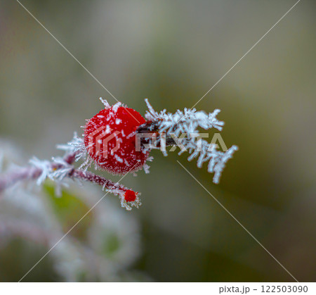 Rose hips and first frost 122503090